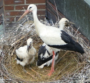 Zwei Jungst�rche mit Altstorch im Nest (Foto: Hans-Peter Rieder)